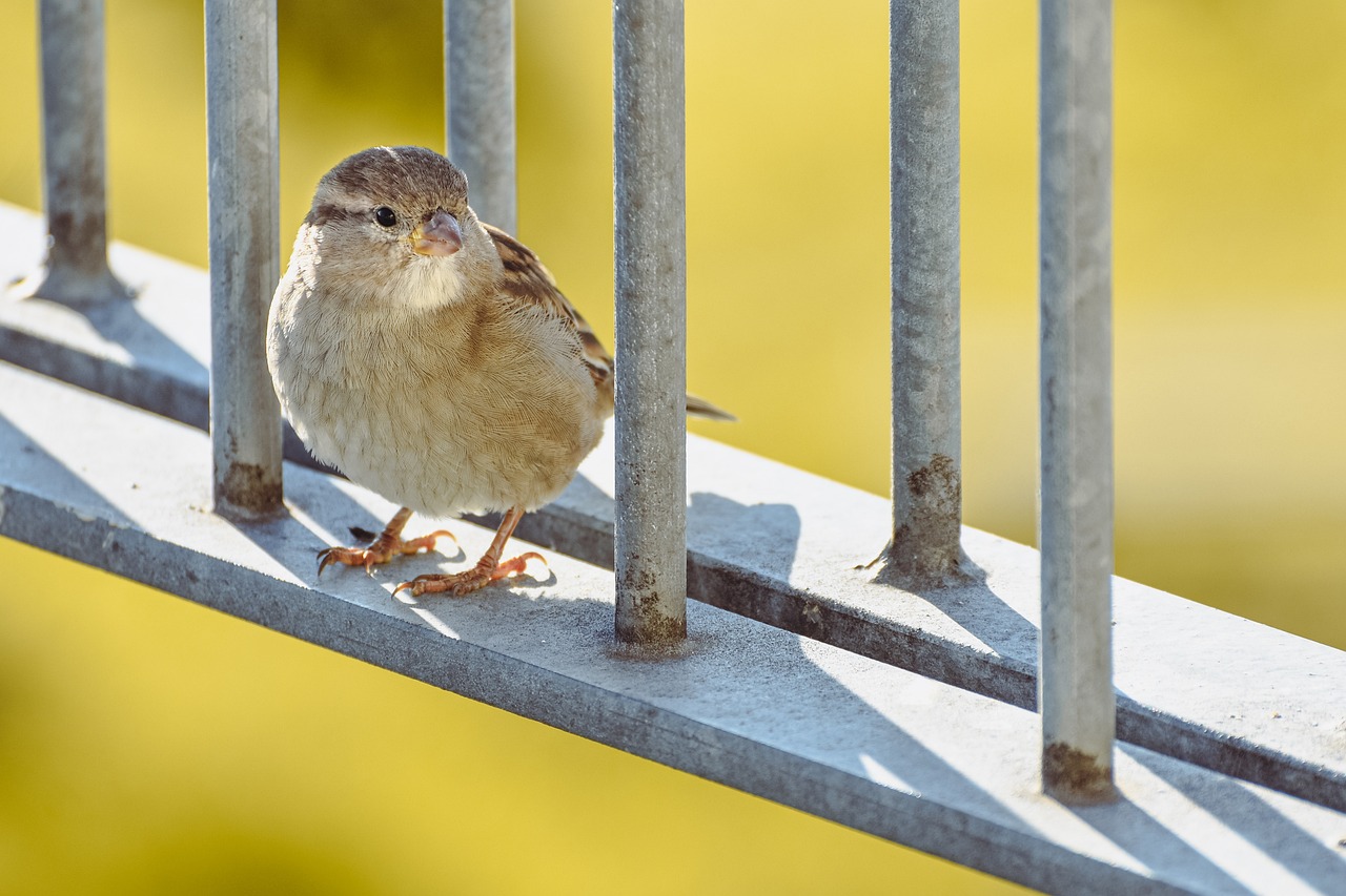 découvrez la magie de l'observation de la faune dans son habitat naturel. explorez des paysages époustouflants et rencontrez des animaux fascinants, tout en apprenant l'importance de la conservation. un voyage unique pour les amoureux de la nature et les aventuriers !