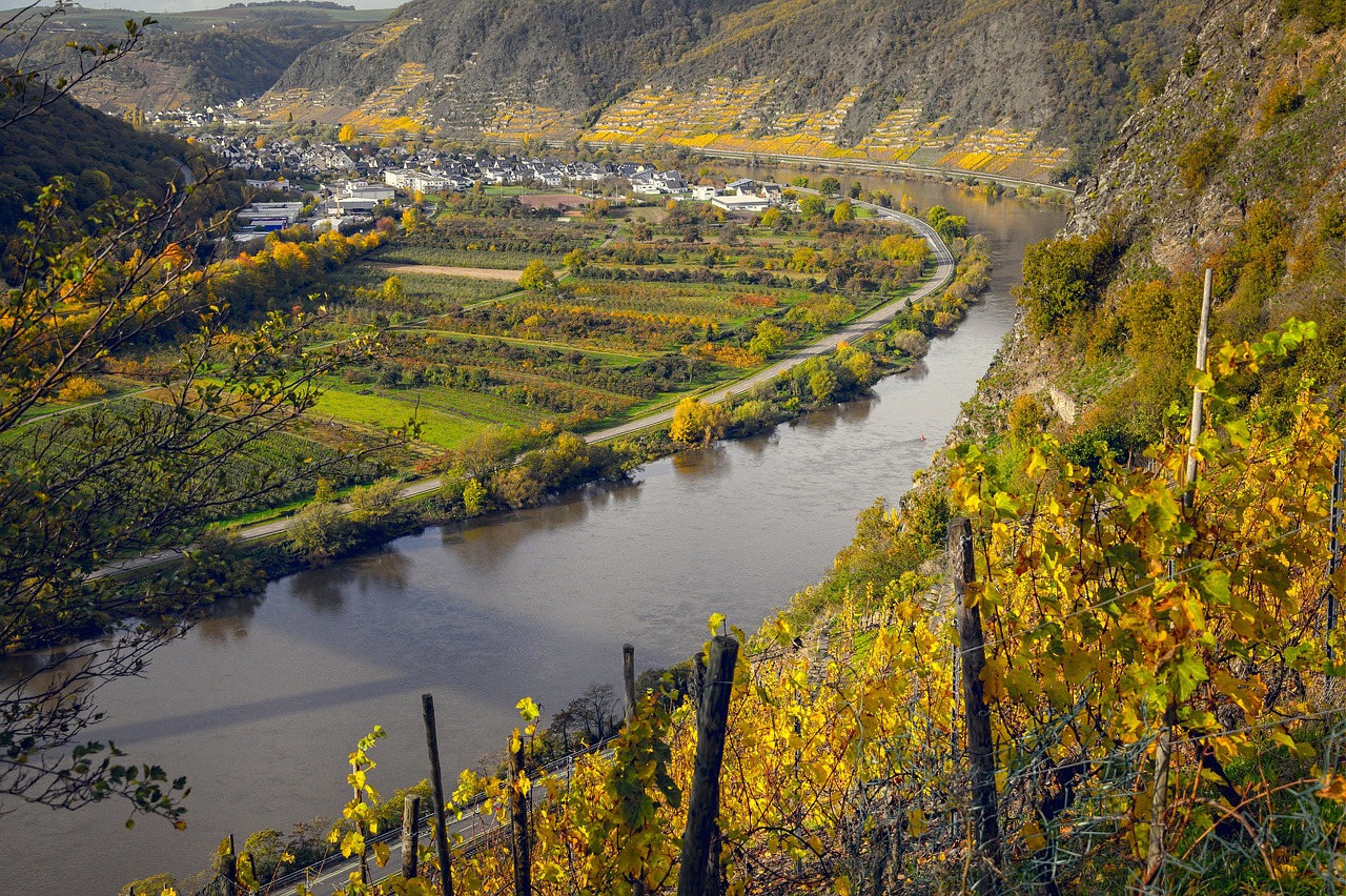 découvrez l'univers fascinant du vin : des cépages aux terroirs, en passant par les meilleures techniques de dégustation. explorez les accords mets-vins et laissez-vous séduire par la richesse et la diversité de cette boisson intemporelle.