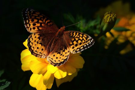 découvrez l'importance de la biodiversité pour notre planète. apprenez comment elle soutient les écosystèmes, favorise la résilience et contribue à notre bien-être. explorez les menaces qui pèsent sur la biodiversité et les actions indispensables pour la préserver.