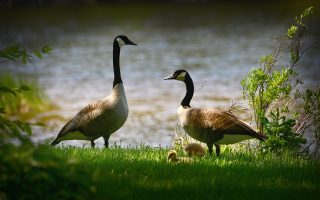 découvrez la richesse de la biodiversité, un ensemble fascinant d'espèces animales et végétales qui interagissent dans nos écosystèmes. explorez son importance pour l'équilibre de la planète et les efforts visant à la préserver pour les générations futures.
