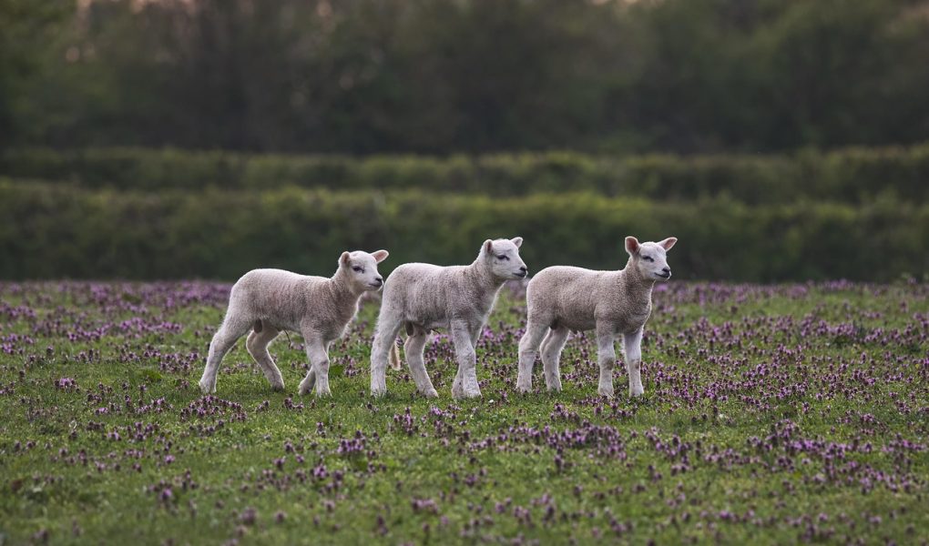 partez à l'aventure à la ferme ! découvrez la vie agricole, rencontrez des animaux, récoltez des fruits et légumes, et profitez d'activités en plein air pour toute la famille. une expérience authentique et enrichissante au cœur de la nature.