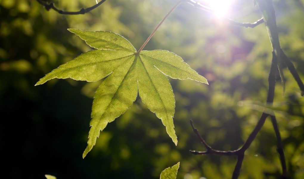 découvrez l'essence du terroir à travers des paysages authentiques, des produits locaux savoureux et des traditions agricoles préservées. plongez dans un voyage sensoriel qui célèbre la richesse et la diversité des terroirs français.
