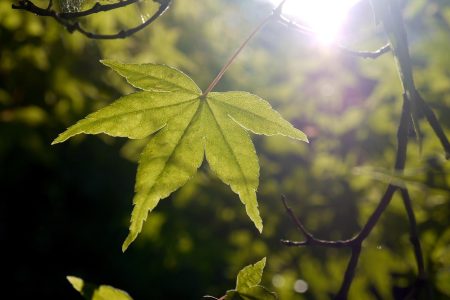 découvrez l'essence du terroir à travers des paysages authentiques, des produits locaux savoureux et des traditions agricoles préservées. plongez dans un voyage sensoriel qui célèbre la richesse et la diversité des terroirs français.
