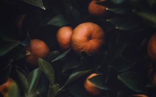 découvrez le monde fascinant de l'agriculture, un secteur vital pour notre alimentation et notre environnement. apprenez-en plus sur les techniques durables, les innovations agricoles et l'impact de l'agriculture sur notre société. explorez les différentes pratiques, cultures et enjeux de l'agriculture moderne.
