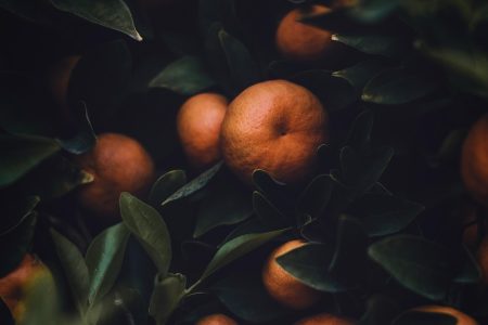 découvrez le monde fascinant de l'agriculture, un secteur vital pour notre alimentation et notre environnement. apprenez-en plus sur les techniques durables, les innovations agricoles et l'impact de l'agriculture sur notre société. explorez les différentes pratiques, cultures et enjeux de l'agriculture moderne.