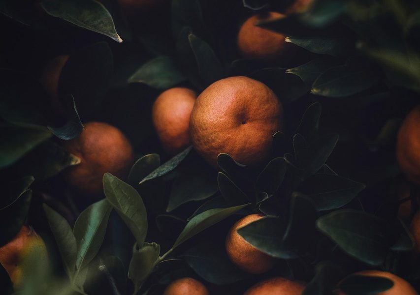 découvrez le monde fascinant de l'agriculture, un secteur vital pour notre alimentation et notre environnement. apprenez-en plus sur les techniques durables, les innovations agricoles et l'impact de l'agriculture sur notre société. explorez les différentes pratiques, cultures et enjeux de l'agriculture moderne.