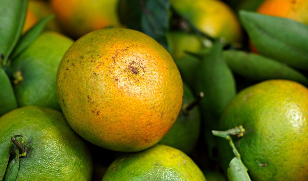 découvrez l'art de la gastronomie organique, une fusion de saveurs authentiques et d'ingrédients naturels. explorez des recettes délicieuses et saines, tout en respectant l'environnement et en soutenant l'agriculture durable.