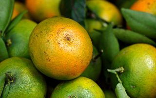 découvrez l'art de la gastronomie organique, une fusion de saveurs authentiques et d'ingrédients naturels. explorez des recettes délicieuses et saines, tout en respectant l'environnement et en soutenant l'agriculture durable.