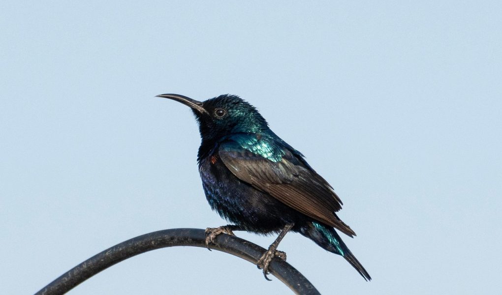 découvrez l'univers fascinant des oiseaux ! explorez leurs espèces variées, comportements uniques et habitats diversifiés, et apprenez comment les protéger. un voyage captivant au cœur de la nature.