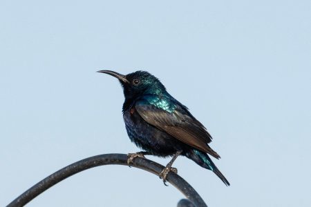 découvrez l'univers fascinant des oiseaux ! explorez leurs espèces variées, comportements uniques et habitats diversifiés, et apprenez comment les protéger. un voyage captivant au cœur de la nature.