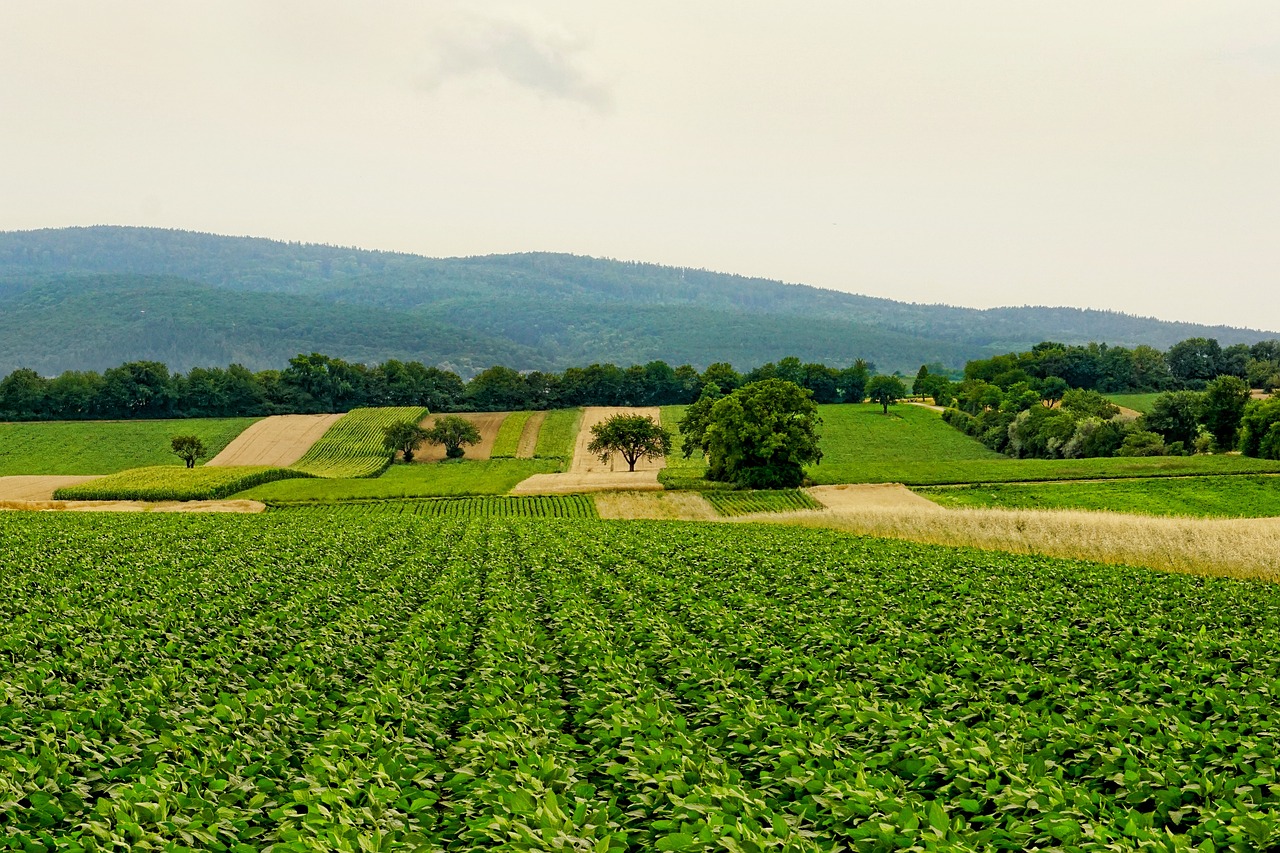 découvrez l'univers de l'agriculture, ses techniques innovantes et ses enjeux pour un avenir durable. explorez les pratiques agricoles qui nourrissent la planète et préservent l'environnement.