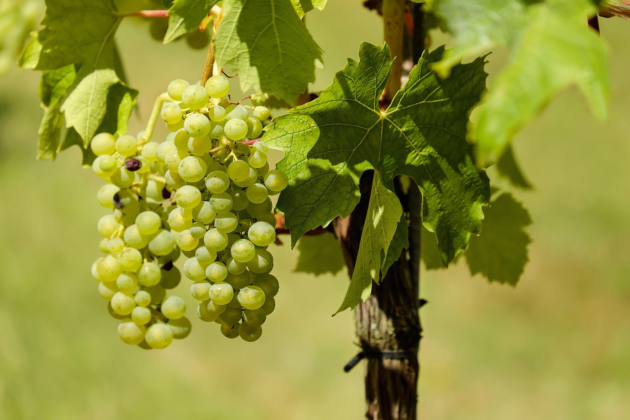 découvrez les enjeux, les pratiques et les innovations du secteur agricole. explorez comment l'agriculture durable transforme notre façon de cultiver et de nourrir le monde.