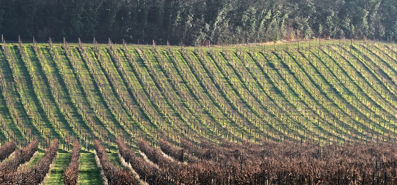 découvrez l'univers fascinant du terroir, un véritable reflet de la richesse et de la diversité des traditions culinaires françaises. plongez dans les saveurs authentiques et les produits locaux qui font la renommée des régions.